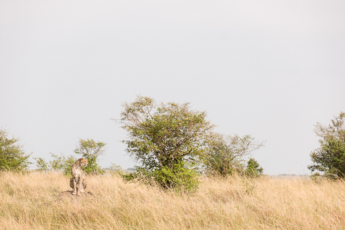 Maasai Mara photo